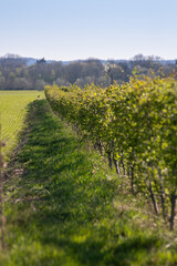 Fototapeta na wymiar Vines of an orchard on the edge of the field.