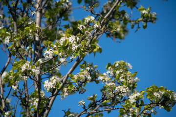 Fototapeta na wymiar Fruit blossom in spring against the blue sky.