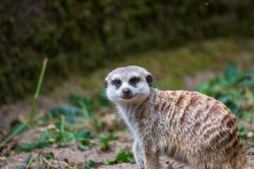 Close up of a meerkat in an animal park in Germany