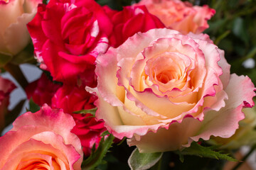 Bouquet of pink roses. Beautiful rose background