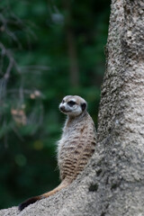 Close up of a meerkat in an animal park in Germany