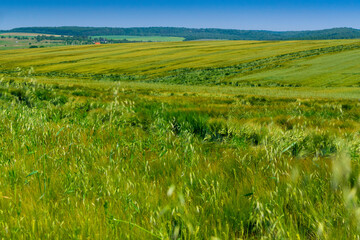 Green wheat field on sunny day. Natural background. Harvest concept