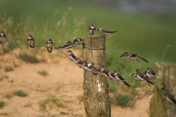 Sand martin group Riparia riparia or European collared migratory passerine bird 