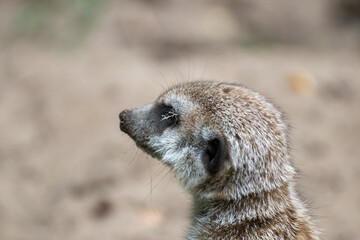 Fototapeta premium Close up of a meerkat in an animal park in Germany