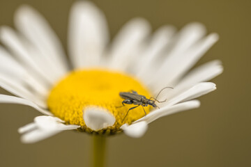 Käfer auf Blüte 2