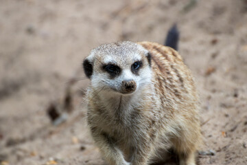 Close up of a meerkat in an animal park in Germany