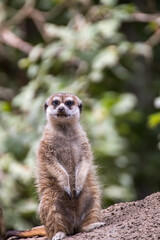 Close up of a meerkat in an animal park in Germany
