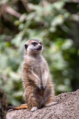 Naklejka na ściany i meble Close up of a meerkat in an animal park in Germany