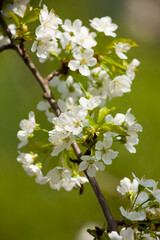 Sweet cherry (Prunus avium)