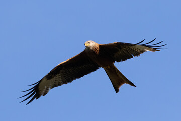 Portrait of a red kite (milvus milvus) in flight with spread wings and blue background in germany retschow mecklenburg vorpommern