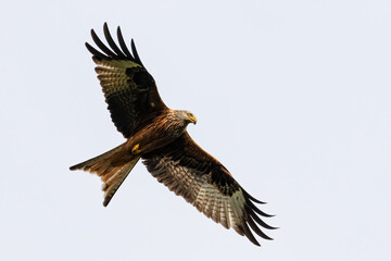 Portrait of a red kite (milvus milvus) in flight with spread wings and grey background in germany retschow mecklenburg vorpommern
