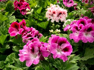 Perfect Purple and Pink Pelargonium flowers, Pelargonium flowers in the garden. Closeup Pelargonium flowers. Geranium flowers.