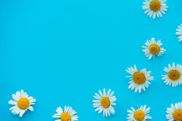 Daisy pattern. Frame summer chamomile flowers on blue background. Flat lay. Top view.