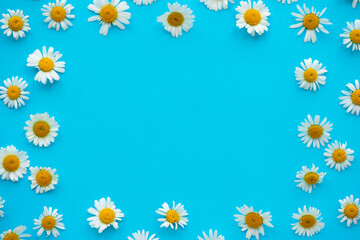 Fototapeta premium Daisy pattern. Frame from summer chamomile flowers on blue background. Flat lay. Top view.