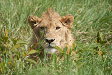 A Young Lion in the morning sun of Ngorongoro crater Serengeti