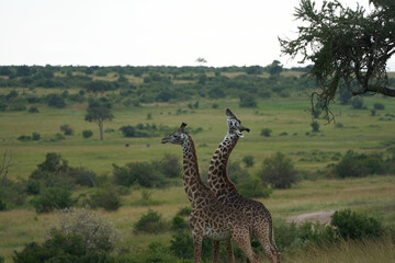 Giraffe Africa Giraffa Safari Big Five Africa