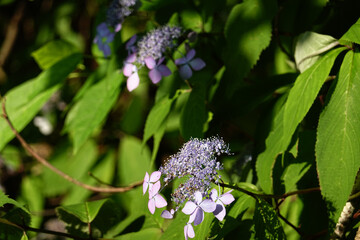 ヤマアジサイ
