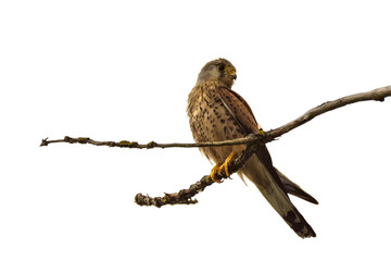 The common kestrel, wild predator bird sits on tree branch