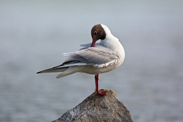 Beautiful black-headed gull stands on stone