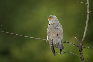 Beautiful common cuckoo wild bird sits on a tree branch