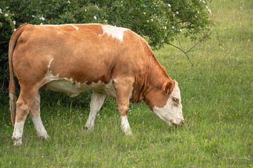 Fototapeta na wymiar Stier auf der Weide