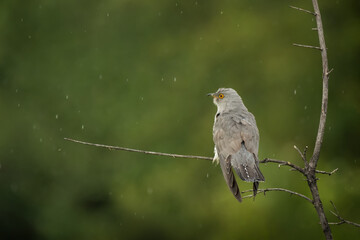 Beautiful common cuckoo wild bird sits on a tree branch