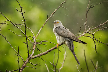 Beautiful common cuckoo wild bird sits on a tree branch