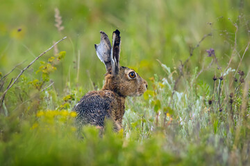 A hare sits in a green meadow
