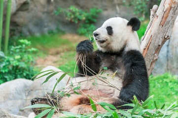 Obraz na płótnie Canvas Adorable giant panda bear eating bamboo leaf