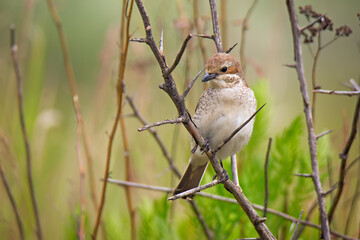 Beautiful Red-backed shrike, wild bird sits on thorn bush