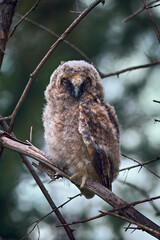 Fluffy and cute nestling of long eared owl sitting on tree branch