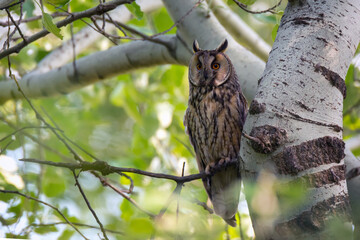 Wise bird of long-eared owl sitting on tree branch