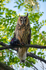 Wild predator bird of long-eared owl sitting on tree branch with prey