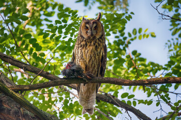 Wild predator bird of long-eared owl sitting on tree branch with prey