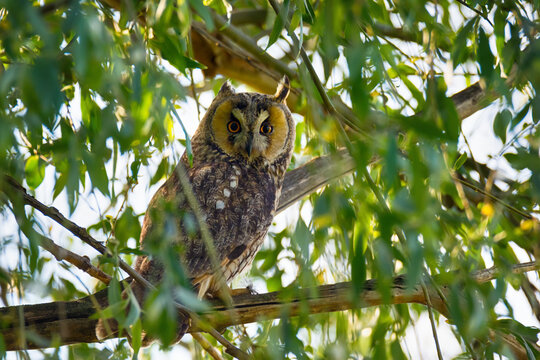 Wise bird of long-eared owl sitting on tree branch