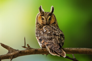 Wise bird of long-eared owl sitting on tree branch