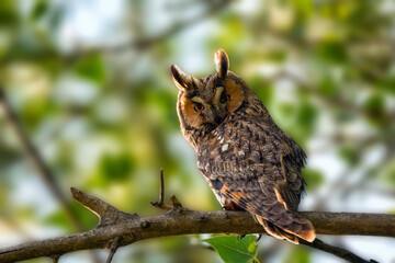 Wise bird of long-eared owl sitting on tree branch