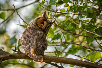 Wise bird of long-eared owl sitting on tree branch