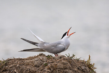 Beautiful common tern screams