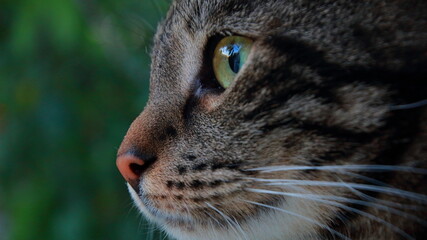 portrait of a gray cat. cat is looking somewhere	