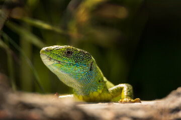 Beautiful bright green lizard portrait