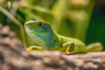 Naklejka na ściany i meble Close-up of beautiful bright green lizard