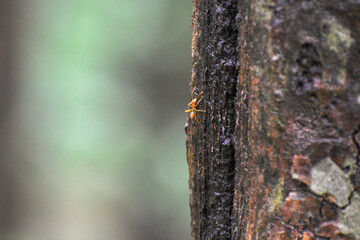 ants on tree