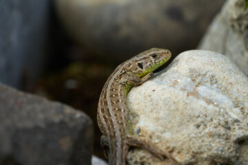 common wall lizard podarcis muralis Reptile Close up Portrait Clear