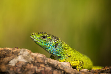 Close-up of bright green lizard