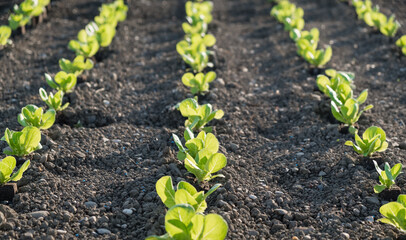 Rows of green lettuce seedlings on the field