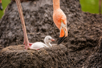 Mother Flamingo Checking on her Baby Chick, American flamingo, Phoenicopterus ruber © Eric