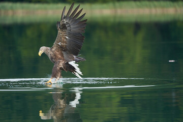 White tailed Eagle Catching eel Raptor Lake Hunting