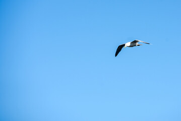 Seagull soars through the sky.