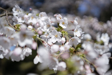 桜